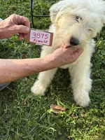 Sue 3875, a female Old English Sheepdog for sale in Ferrum, VA – 3 of 4
