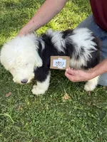 Rob 3852, a male Old English Sheepdog for sale in Ferrum, VA – 4 of 5