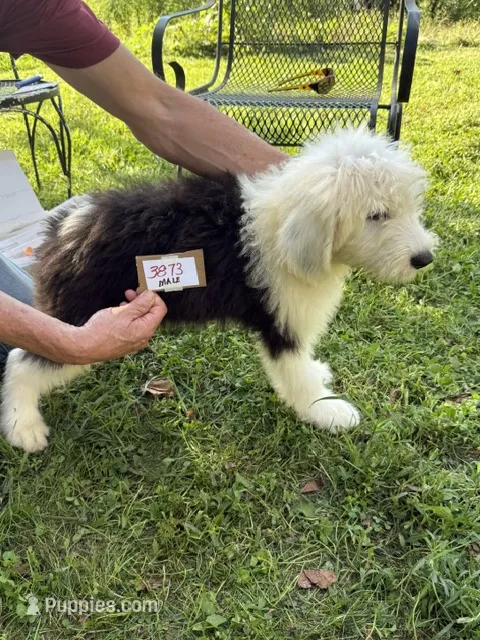 Tim 3873 – Old English Sheepdog puppy for sale in Ferrum, VA
