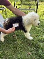 Tim 3873, a male Old English Sheepdog for sale in Ferrum, VA – 1 of 4