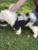 Rob 3852, a male Old English Sheepdog for sale in Ferrum, VA – 5 of 5