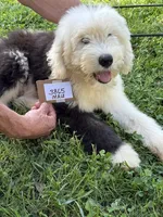 Mikey 3865 , a male Old English Sheepdog for sale in Ferrum, VA – 2 of 4