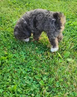 Milo, a male Miniature Bernedoodle for sale in Robinson, IL – 4 of 7