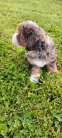Milo, a male Miniature Bernedoodle for sale in Robinson, IL – 7 of 7