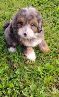 Milo, a male Miniature Bernedoodle for sale in Robinson, IL – 5 of 7