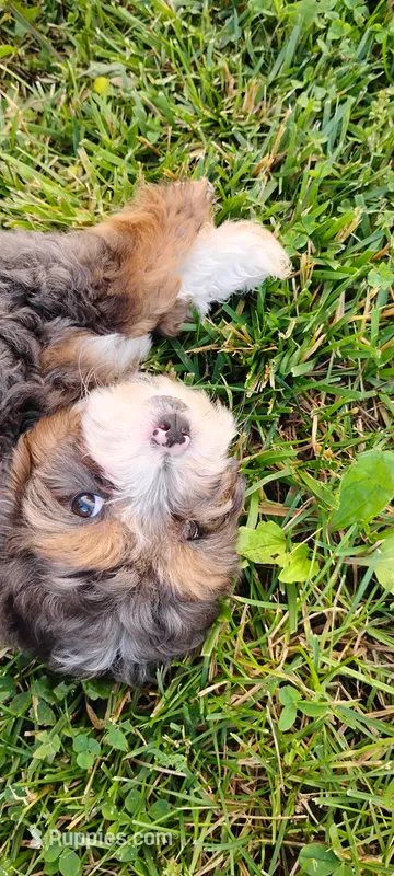 Milo – Miniature Bernedoodle puppy for sale in Robinson, IL
