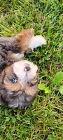Milo, a male Miniature Bernedoodle for sale in Robinson, IL – 1 of 7