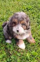 Milo, a male Miniature Bernedoodle for sale in Robinson, IL – 2 of 7