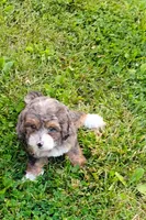 Milo, a male Miniature Bernedoodle for sale in Robinson, IL – 6 of 7
