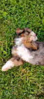 Milo, a male Miniature Bernedoodle for sale in Robinson, IL – 3 of 7
