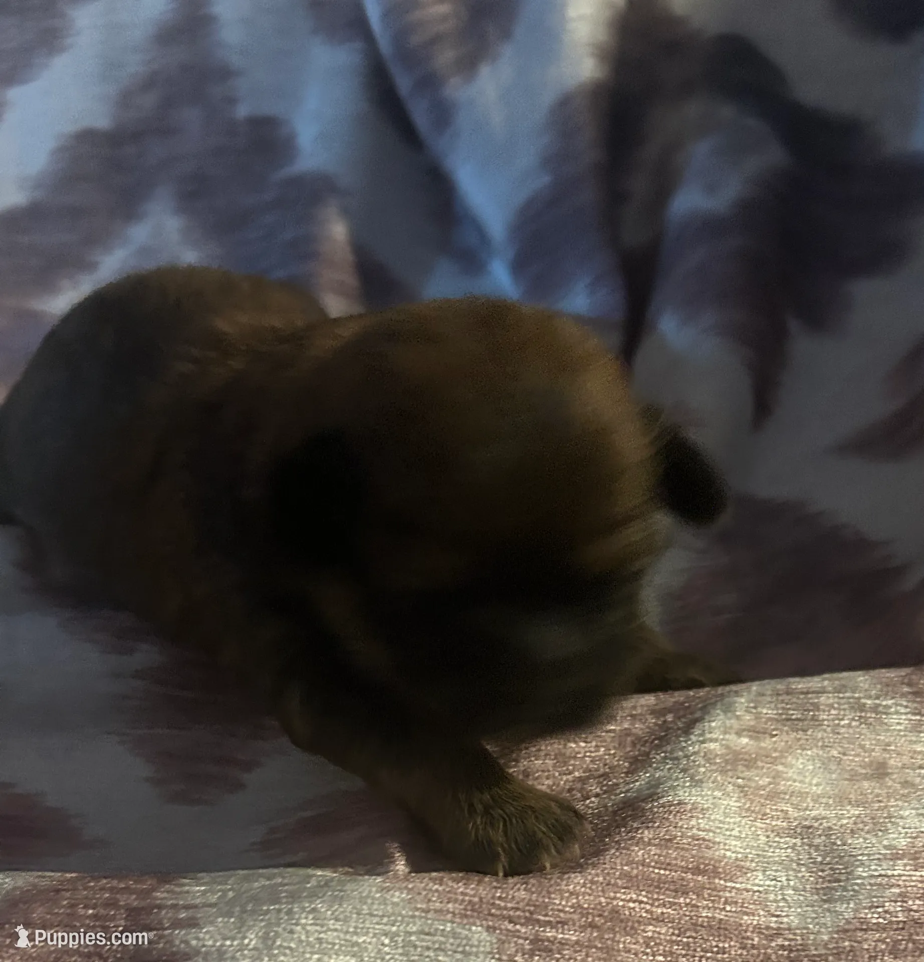 Mocha, a female Shorkie for sale in Indianapolis, IN – Photo 8 of 9