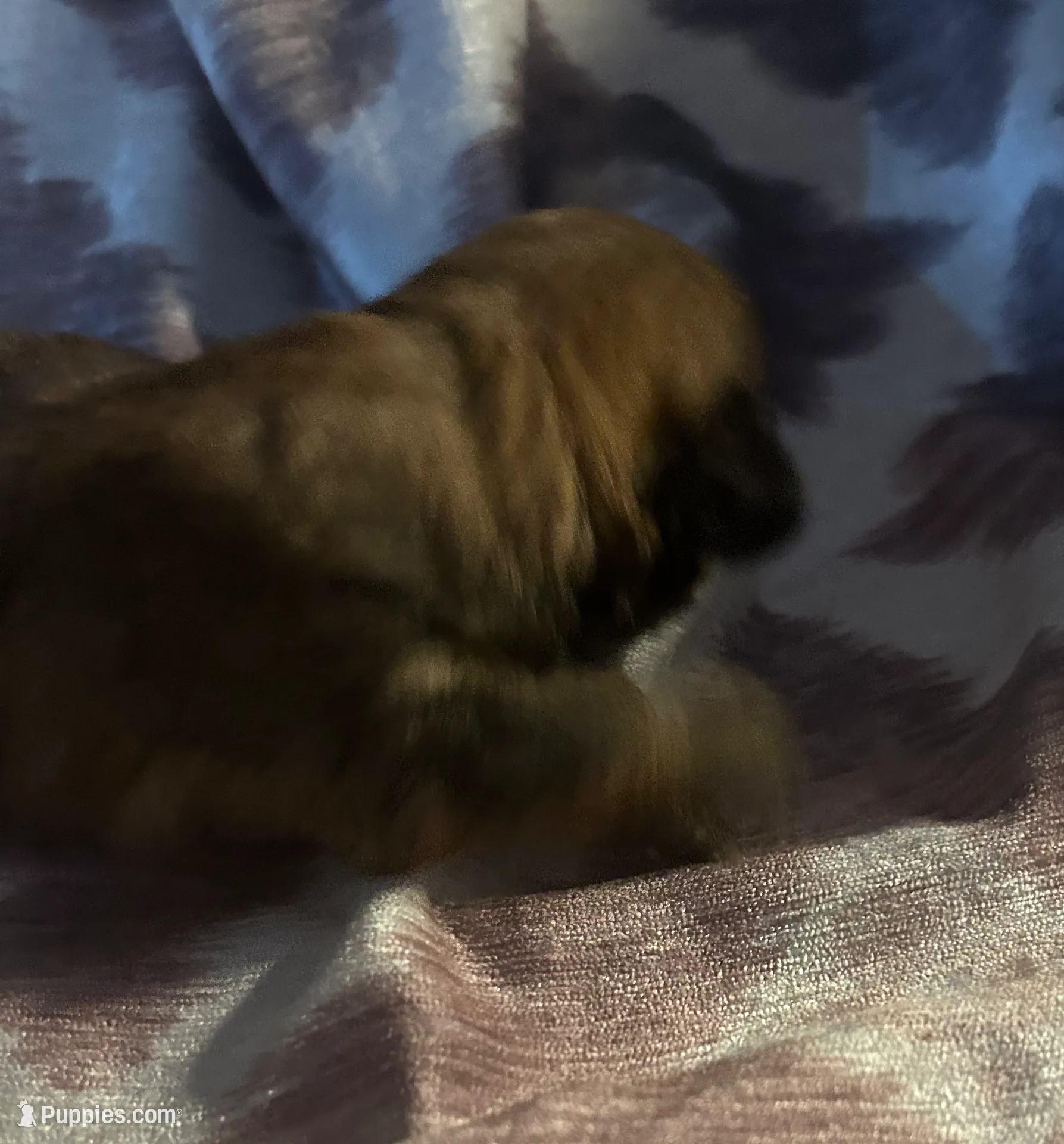 Mocha, a female Shorkie for sale in Indianapolis, IN – Photo 7 of 9