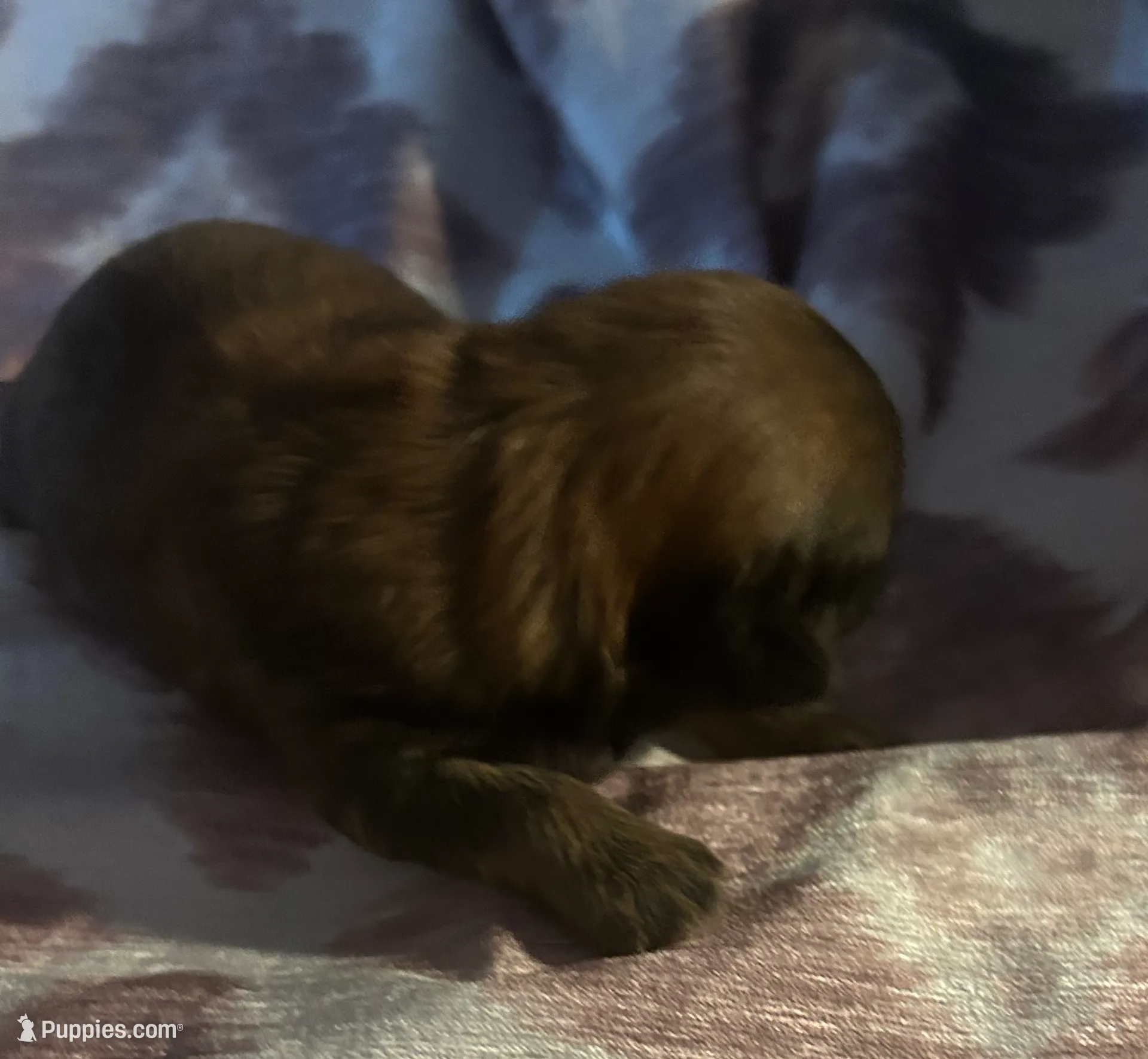 Mocha, a female Shorkie for sale in Indianapolis, IN – Photo 9 of 9