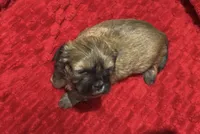 Mocha, a female Shorkie for sale in Indianapolis, IN – Photo 2 of 9