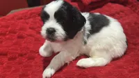 Pixel, a male Shorkie for sale in Indianapolis, IN – Photo 1 of 8