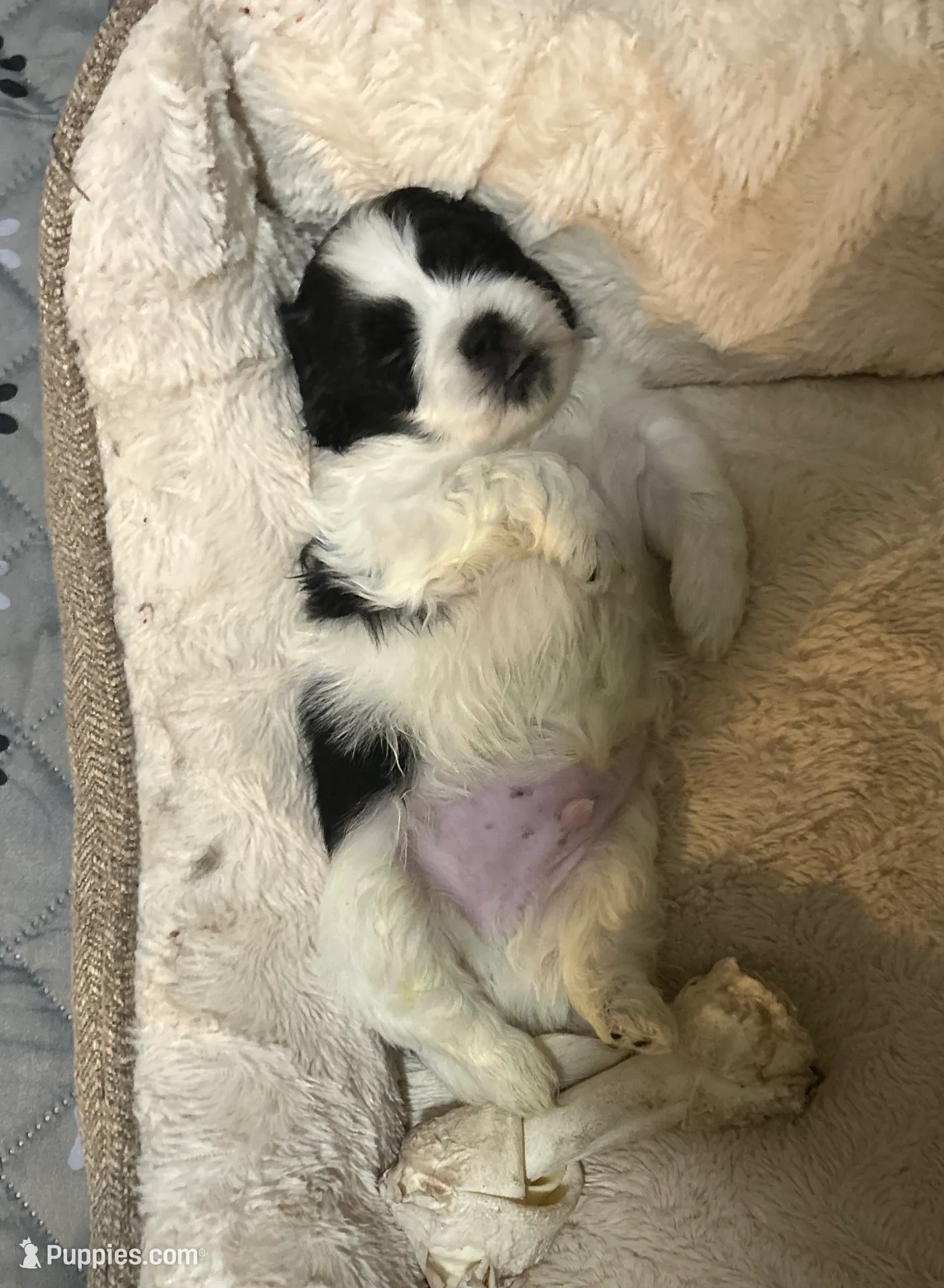 Pixel, a male Shorkie for sale in Indianapolis, IN – Photo 3 of 8