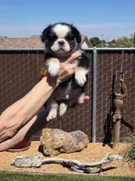 Apolo, a male French Bulldog for sale in San Bernardino, CA – Photo 2 of 2