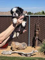 Apolo, a male French Bulldog for sale in San Bernardino, CA – Photo 1 of 2