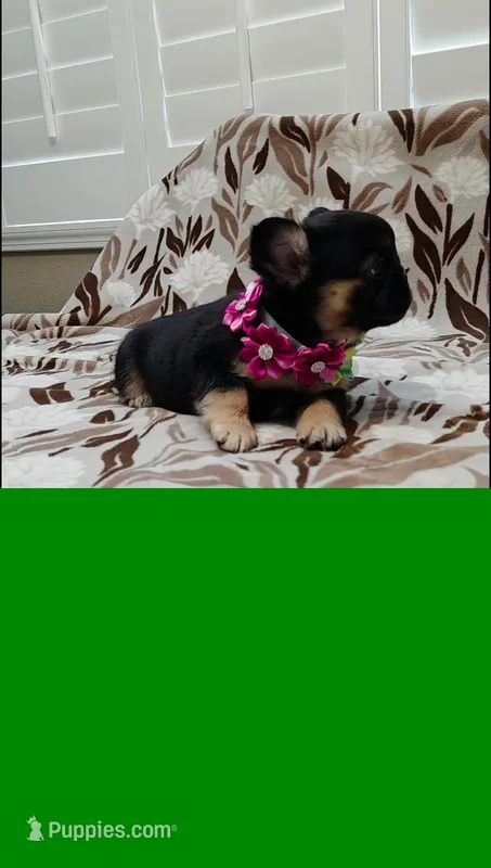 Zoe – French Bulldog puppy for sale in San Bernardino, CA
