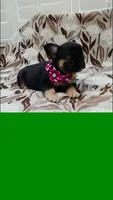 Zoe, a female French Bulldog for sale in San Bernardino, CA – Photo 2 of 3