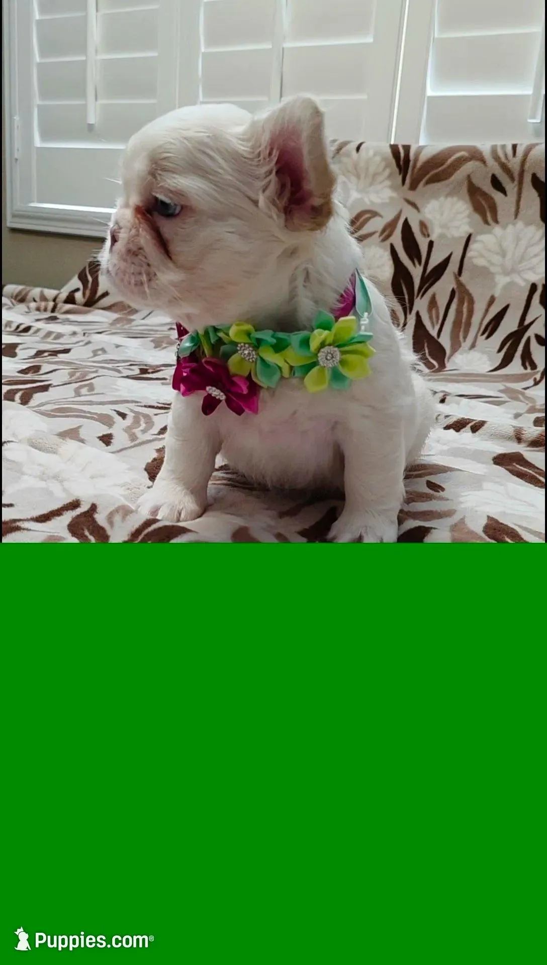 Xena – French Bulldog puppy for sale in San Bernardino, CA