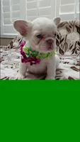 Xena, a female French Bulldog for sale in San Bernardino, CA – Photo 2 of 3