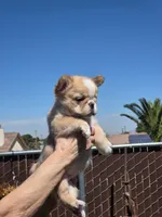 Athina, a female French Bulldog for sale in San Bernardino, CA – Photo 2 of 3