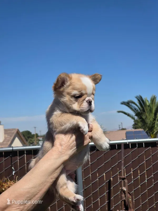 Athina – French Bulldog puppy for sale in San Bernardino, CA