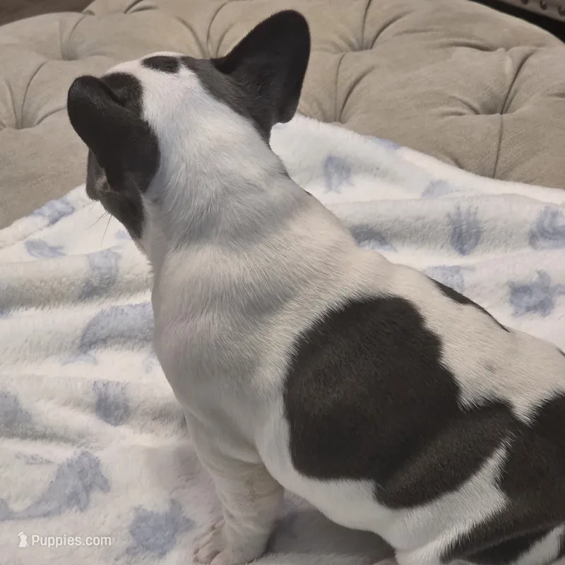 Black and white female  – French Bulldog puppy for sale in Pensacola, FL