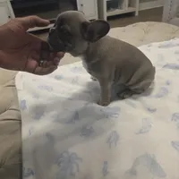 Blue fawn female, a female French Bulldog for sale in Pensacola, FL – 3 of 3