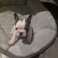 Black and white female , a female French Bulldog for sale in Pensacola, FL – 2 of 5