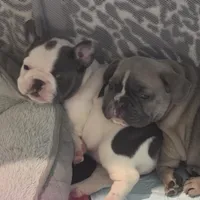 Black and white female , a female French Bulldog for sale in Pensacola, FL – 4 of 5