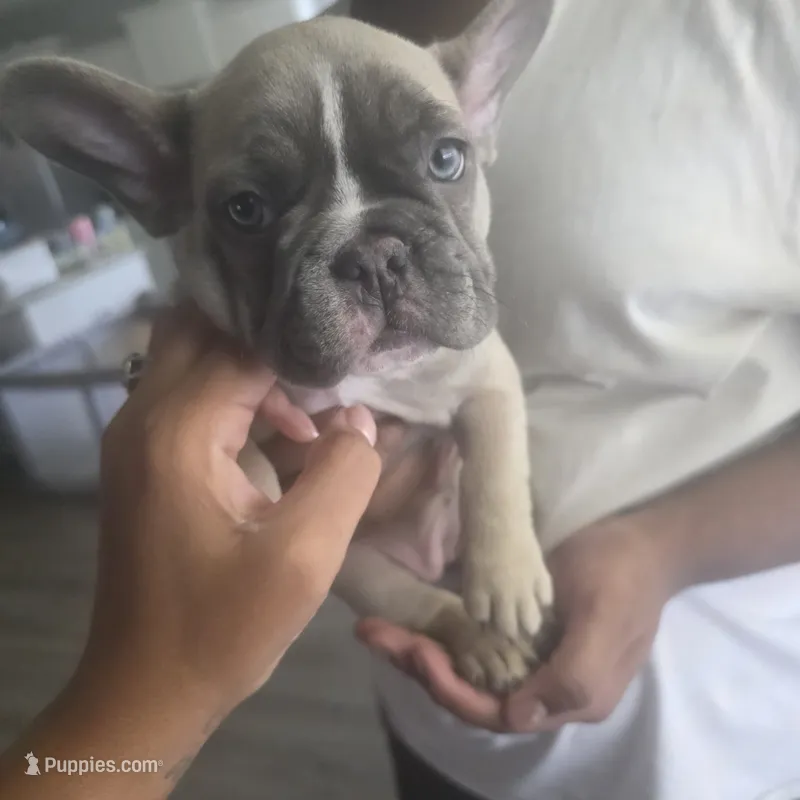 Blue fawn female – French Bulldog puppy for sale in Pensacola, FL