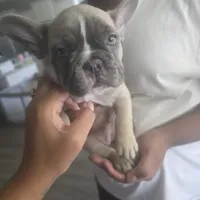 Blue fawn female, a female French Bulldog for sale in Pensacola, FL – 1 of 3