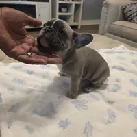 Blue fawn female, a female French Bulldog for sale in Pensacola, FL – 2 of 3