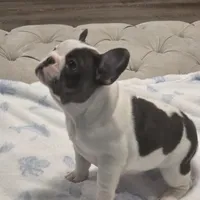 Black and white female , a female French Bulldog for sale in Pensacola, FL – 5 of 5