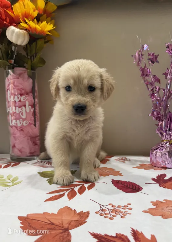AKC Yellow Girl – Golden Retriever puppy for sale in Fort Wayne, IN
