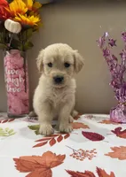 AKC Yellow Girl, a female Golden Retriever for sale in Fort Wayne, IN – 1 of 10