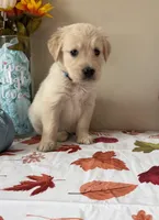 AKC Blue Boy, a male Golden Retriever for sale in Fort Wayne, IN – 10 of 10
