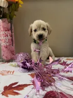 AKC Lime Girl, a female Golden Retriever for sale in Fort Wayne, IN – 3 of 10