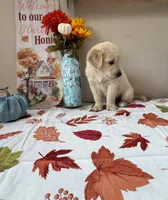 AKC Orange Boy, a male Golden Retriever for sale in Fort Wayne, IN – 6 of 10
