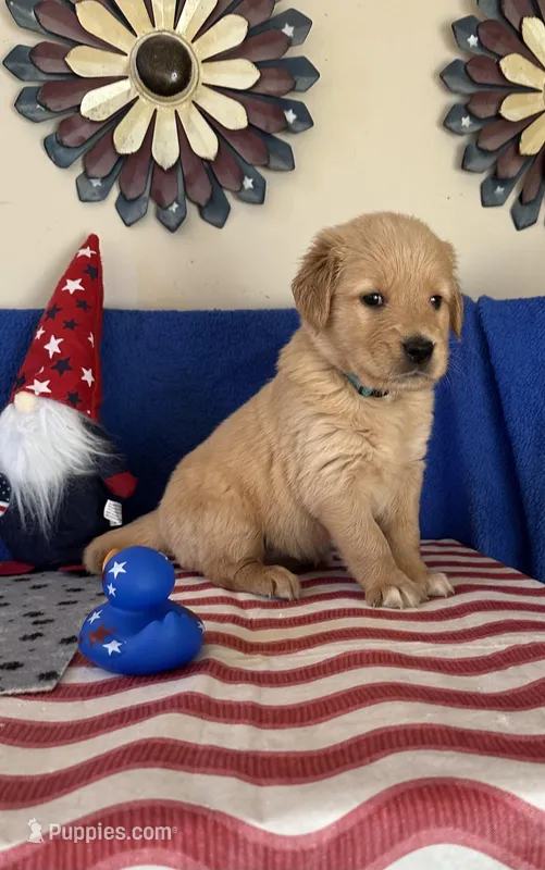 AKC Cyan Girl, a female Golden Retriever for sale in Fort Wayne, IN – Photo 1 of 10