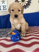 AKC Cyan Girl, a female Golden Retriever for sale in Fort Wayne, IN – Photo 10 of 10