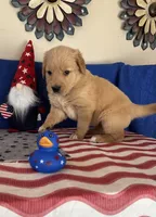 AKC Cyan Girl, a female Golden Retriever for sale in Fort Wayne, IN – Photo 5 of 10