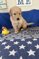AKC Cyan Girl, a female Golden Retriever for sale in Fort Wayne, IN – Photo 8 of 10