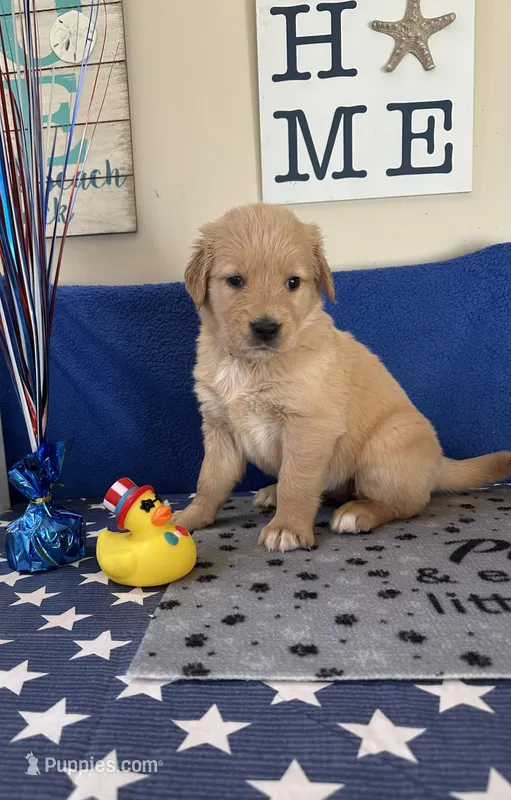 AKC Cyan Girl – Golden Retriever puppy for sale in Fort Wayne, IN