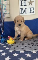 AKC Cyan Girl, a female Golden Retriever for sale in Fort Wayne, IN – Photo 9 of 10