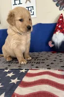 AKC Cyan Girl, a female Golden Retriever for sale in Fort Wayne, IN – Photo 7 of 10