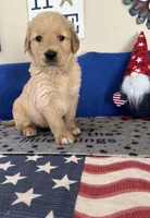 AKC Cyan Girl, a female Golden Retriever for sale in Fort Wayne, IN – Photo 6 of 10