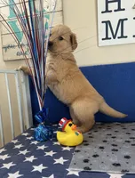 AKC Cyan Girl, a female Golden Retriever for sale in Fort Wayne, IN – Photo 2 of 10
